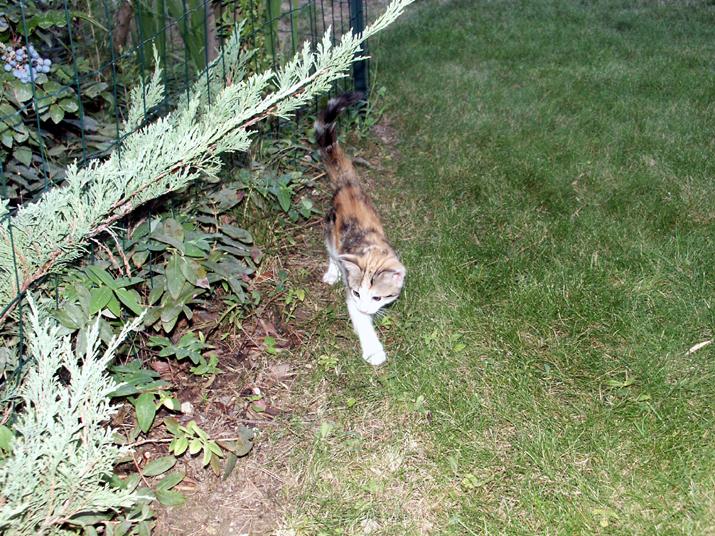 Caramel 07-05 018.jpg - DCF 1.0